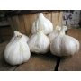 Garlic for Sale