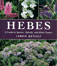 Hebes