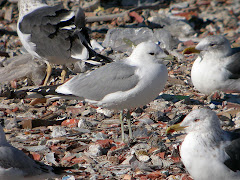 Gaviota Cana adulta en el vertedero de Colmenar Viejo