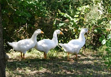 Anastasia,Geltrude e Genoeffa.