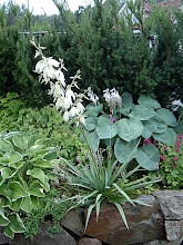 Yucca Filamentosa