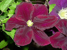 Clematis Warscawska Nike