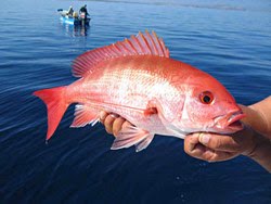 Red Snapper