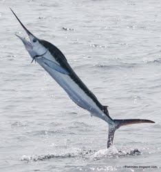 White Marlin