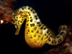 Big Belly Seahorse