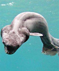 Frilled Shark - The modern day prehistoric shark