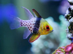 Aquarium Fish Of The Month - Spotted Cardinalfish