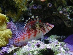 Falco Hawkfish