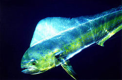 Mahi Mahi Or Dolphin Fish