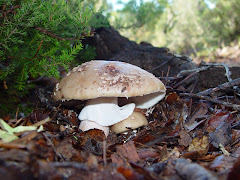 Amanita rubescens