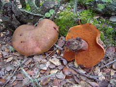 Boletus luridus