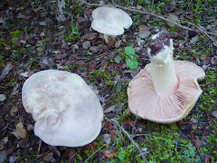 Entoloma eulividum