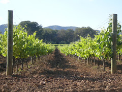 Viñas en Primavera