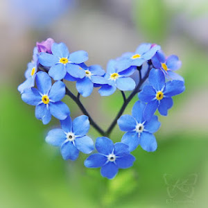 Forget-me-not