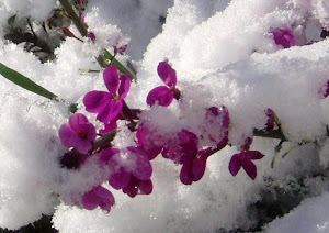 Flores Nevadas