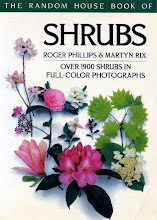 Shrubs