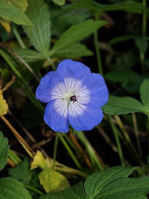 Sista blomman i trädgården 2008