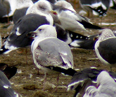 Gaviota Cáspica Larus cachinnans de 2º invierno en el vertedero de Pinto