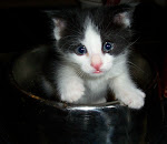 Bottlefed Baby Kitten 