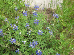 bluebonnets