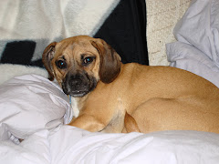 Mugsy the Snuggle Puggle