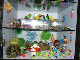 Parrots, Tortoise, Hermit Crabs & Animal