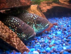 Jack Dempsey Fish