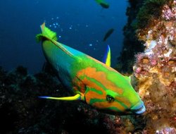 Banana Wrasse