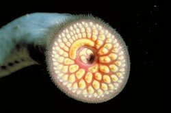 Lamprey Eel