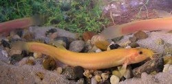 Golden Weather Loach