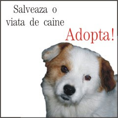 cine doreste sa adopte un catel sau pisica din Braila poate trimite un mail la adinav2005@yahoo.com