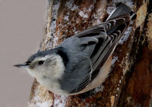 White-breasted Nuthatch female