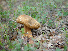 boletus