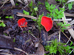 Sarcoscypha coccinea