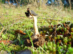 Helvella elastica