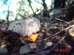 Boletus rhodoxanthus