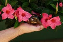 Mrs. Larry enjoys the mandevilla...