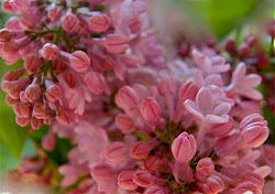 Lilas de Abril