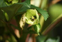 honeyhill joy hellebore