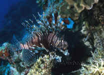 Yap_Common_Lionfish_2.jpg (351051 bytes)