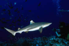 Yap_blacktip_reef_shark.jpg (201166 bytes)