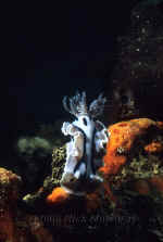 Yap_chromodoris_nudibranch.jpg (256932 bytes)