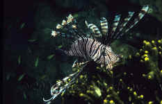 Yap_common_lionfish.jpg (256194 bytes)