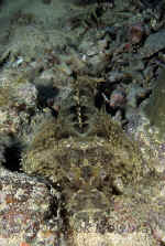 Yap_crocodile_flathead.jpg (409762 bytes)