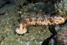 Yap_feeding_sea_cucumber.jpg (413750 bytes)