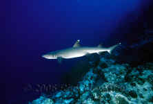 Yap_whitetip_reef_shark.jpg (282231 bytes)