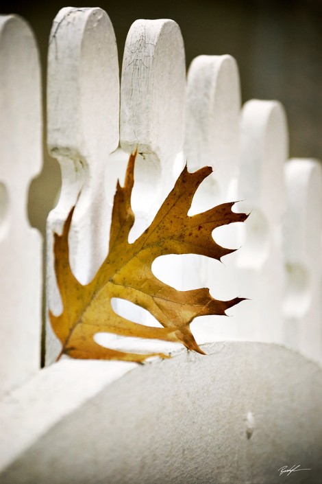 Pin Oak Leaf Country Fence Kentucky