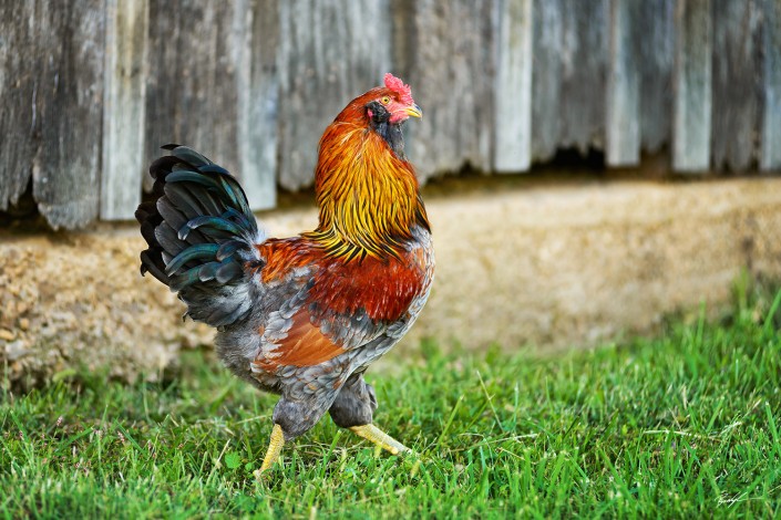 Rooster Barnyard Rural Missouri