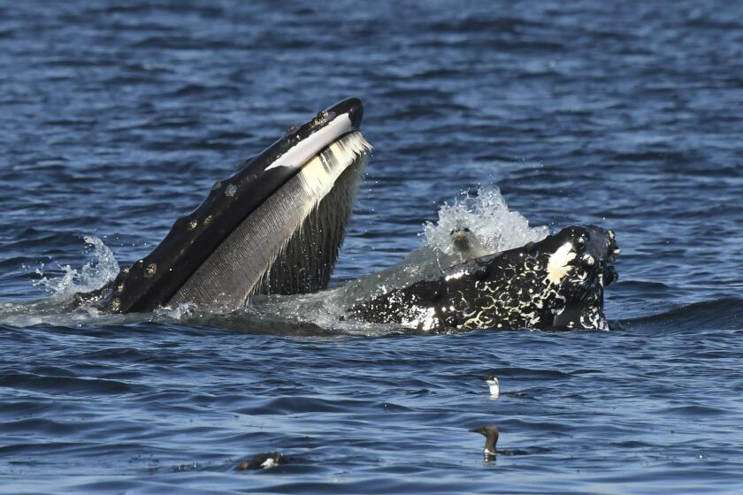 En esta imagen, proporcionada por Blue Kingdom Whale and Wildlife Tours, muestra a una foca en la boca de una ballena, el 12 de septiembre de 2024, frente a Anacortes, Washington. (Brooke Casanova/Blue Kingdom Whale and Wildlife Tours vía AP)