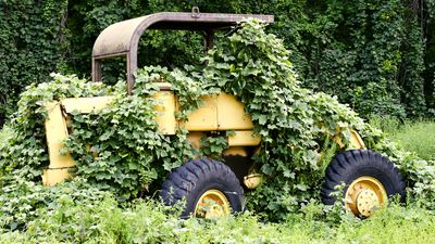 See the disruption wrought by the kudzu vine, which was introduced to the southeastern United States